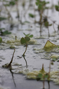 Macrophoto d'un trèfle dans l'eau