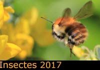 Insectes 2017